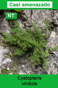 Cystopteris viridula