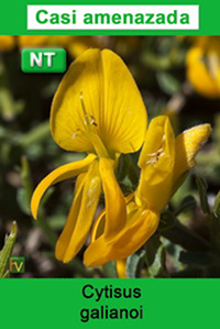 Cytisus galianoi