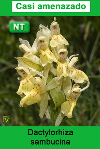 Dactylorhiza sambucina