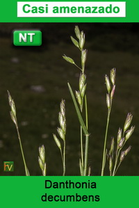 Danthonia decumbens