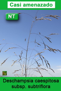Deschampsia caespitosa subtriflora