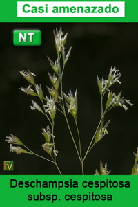Deschampsia cespitosa cespitosa