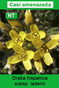 Draba hispanica laderoi