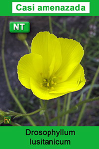 Drosophyllum lusitanicum