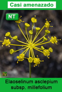 Elaoselinum asclepium millefolium