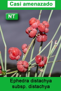 Ephedra distachya distachya