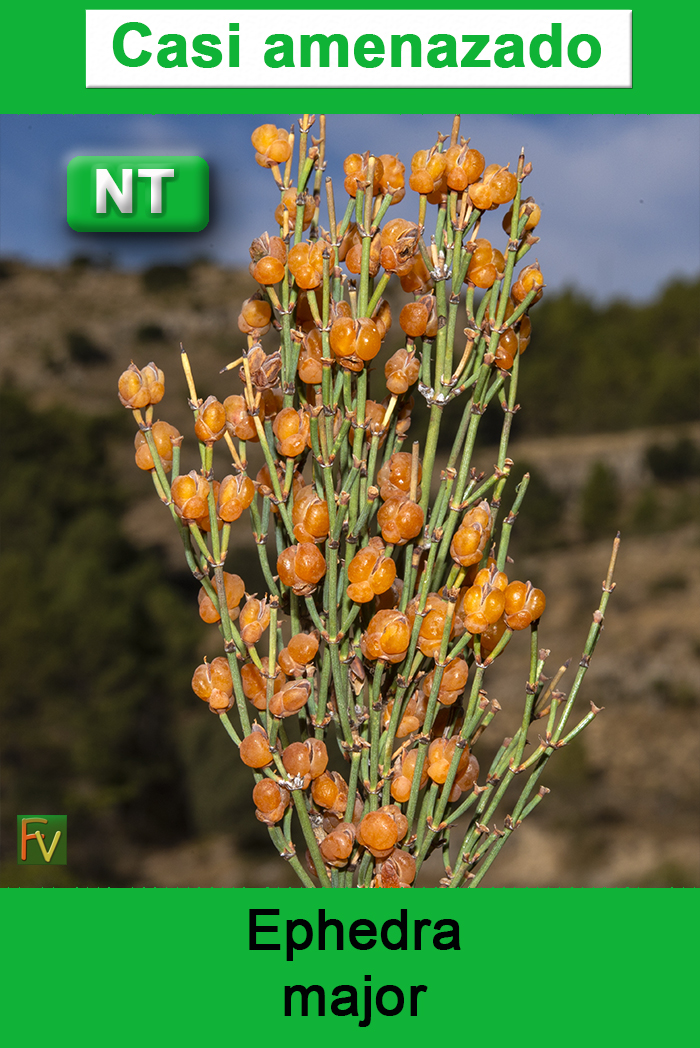 Ephedra major