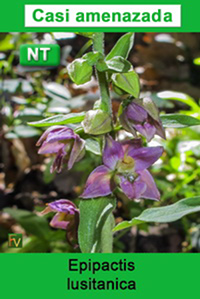 Epipactis lusitanica