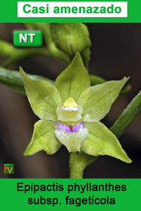 Epipactis phyllanthes fageticola