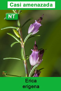 Erica erigena