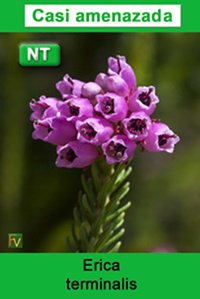 Erica terminalis