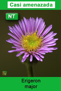 Erigeron major