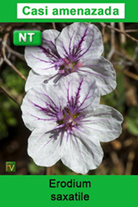 Erodium saxatile