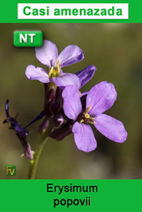 Erysimum popovii