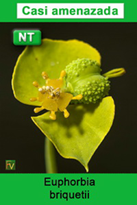 Euphorbia briquetii