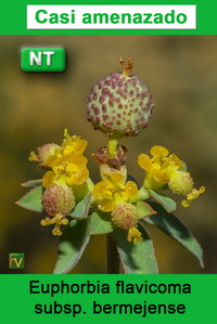 Euphorbia flavicoma bermejense