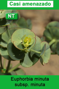 Euphorbia minuta minuta