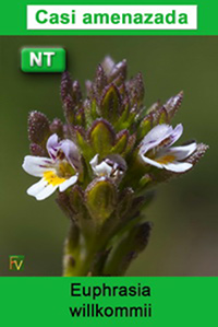 Euphrasia willkommii