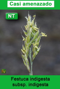 Festuca indigesta indigesta