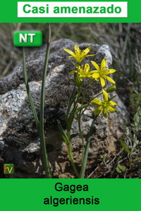 Gagea algeriensis