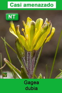 Gagea dubia
