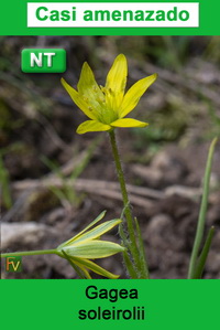 Gagea soleirolii