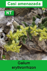 Galium erythrorrhizon