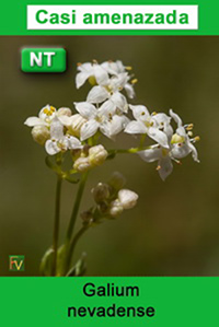 Galium nevadense