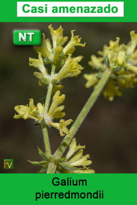 Galium pierredmondii