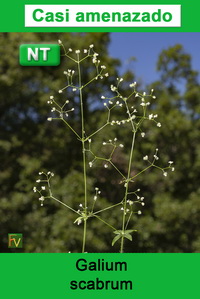 Galium scabrum