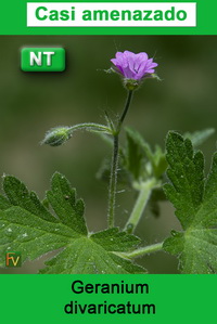 Geranium divaricatum