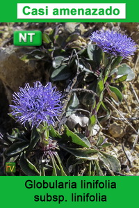 Globularia linifolia linifolia