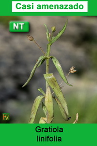 Gratiola linifolia