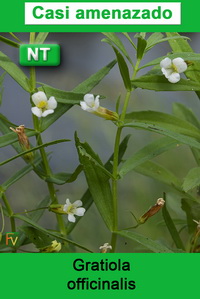 Gratiola officinalis