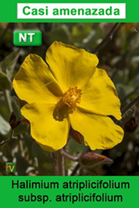 Halimium atriplicifolium atriplicifolium