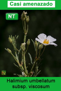 Halimium umbellatum viscosum