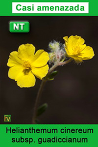 Helianthemum cinereum guadiccianum