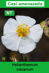 Helianthemum viscarium