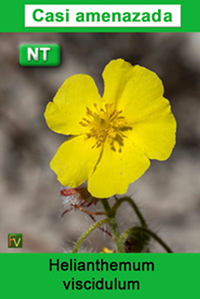 Helianthemum viscidulum
