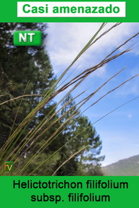 Helictotrichon filifolium filifolium