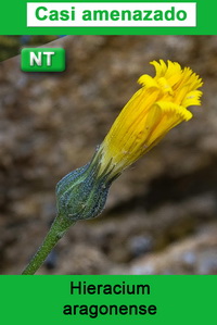 Hieracium aragonense