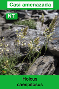 Holcus caespitosus
