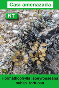 Hormathophylla lapeyrouseana tortuosa