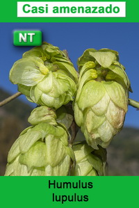 Humulus lupulus