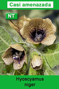 Hyoscyamus niger