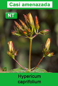 Hypericum caprifolium