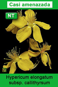Hypericum elongatum callithyrsum