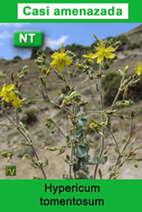 Hypericum tomentosum