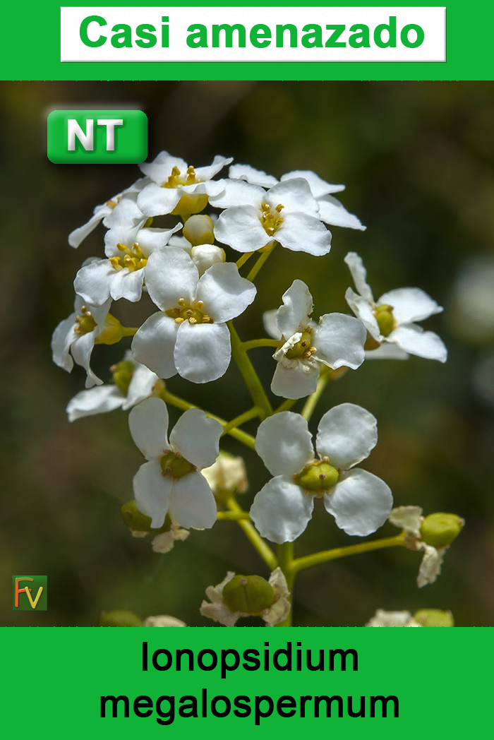 Ionopsidium megalospermum