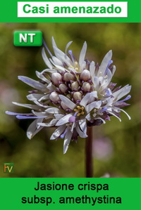 Jasione crispa amethystina